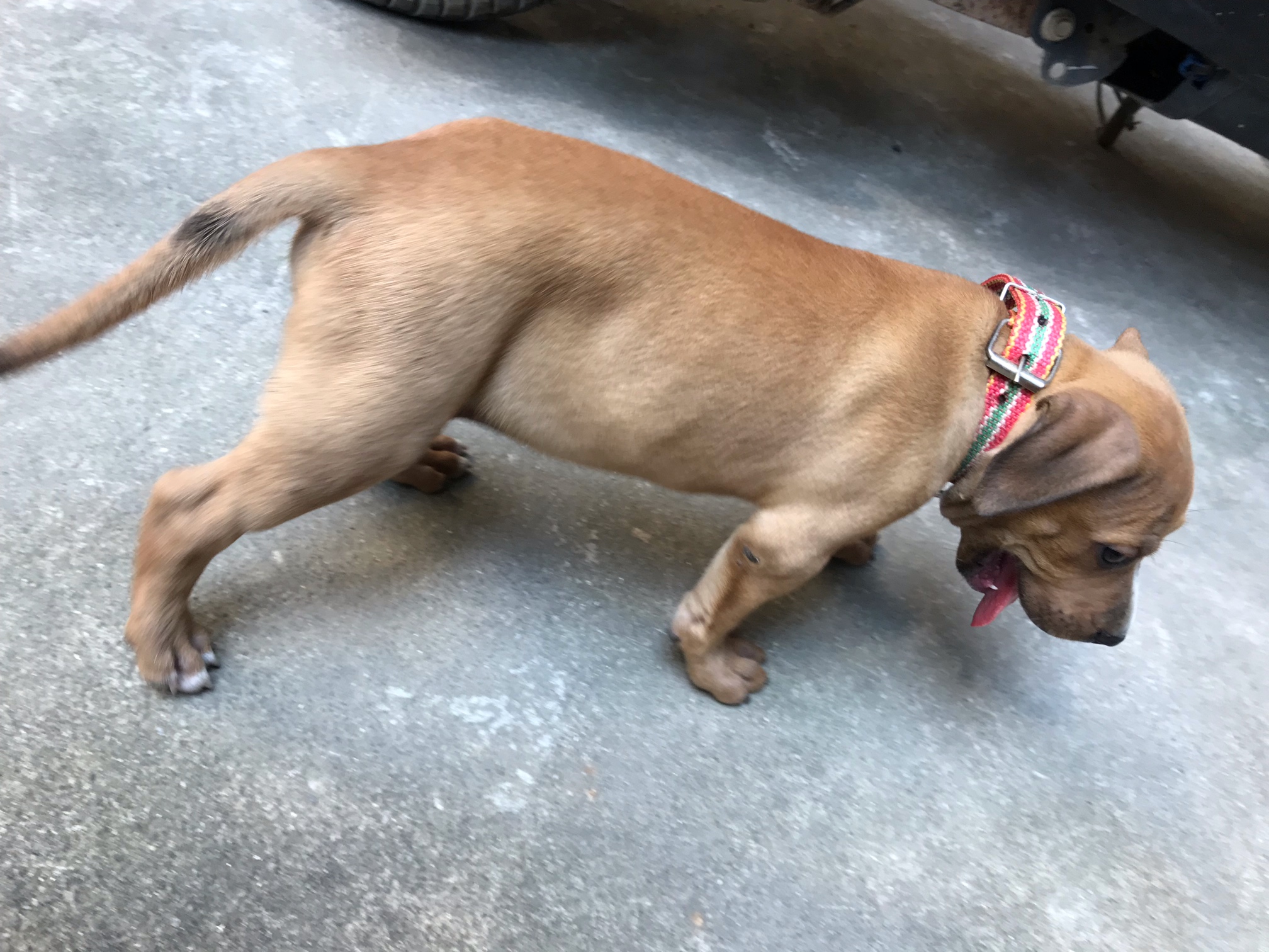 2个月比特公狗仔