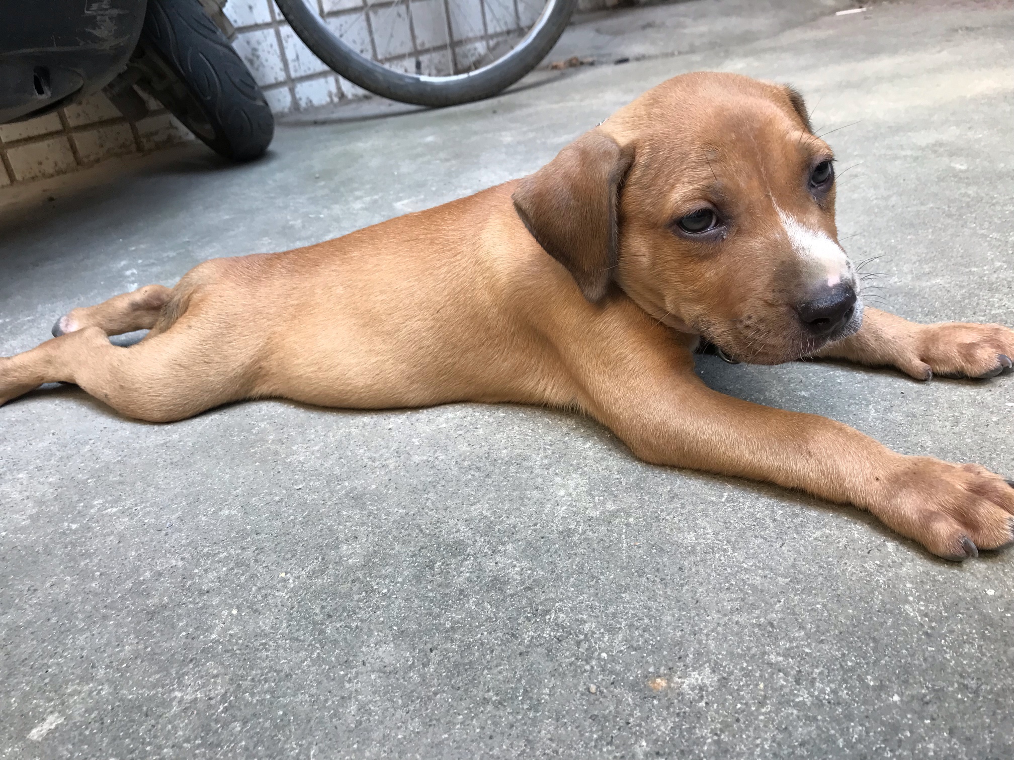 2个月比特公狗仔