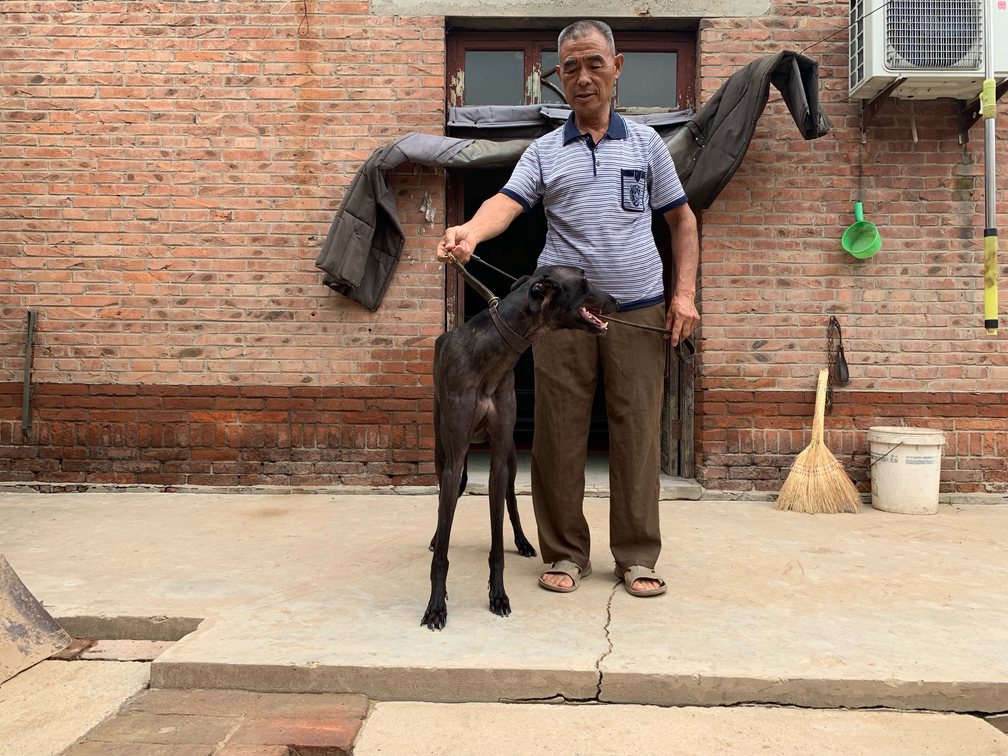 格力犬 赛道
