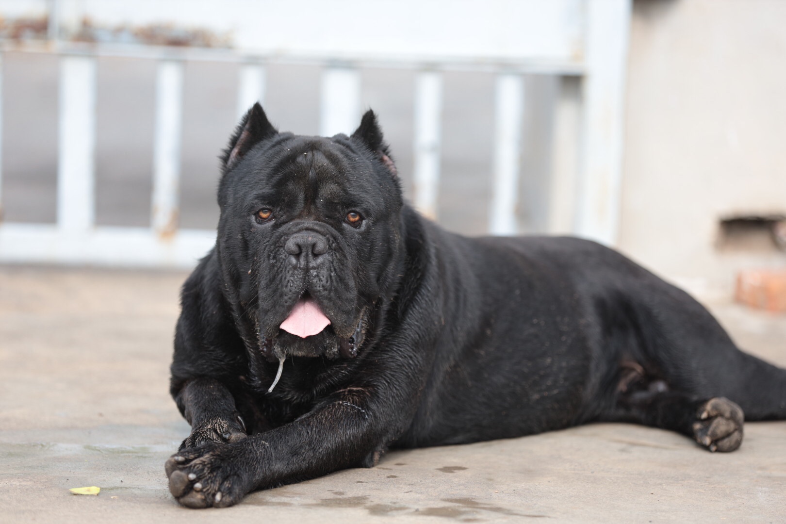 代友出售此猪,喜欢这类型的拿走 - 卡斯罗交易 - 猛犬俱乐部-中国具有