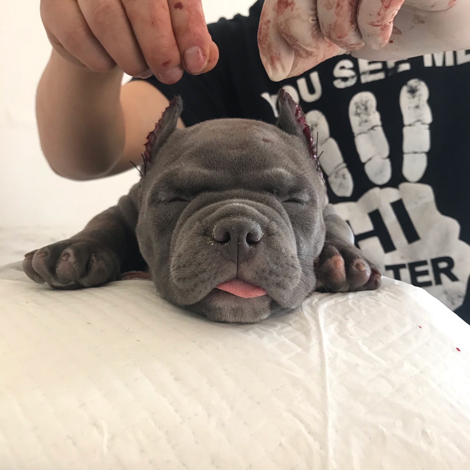 裁耳后还未拆线,已经很帅了