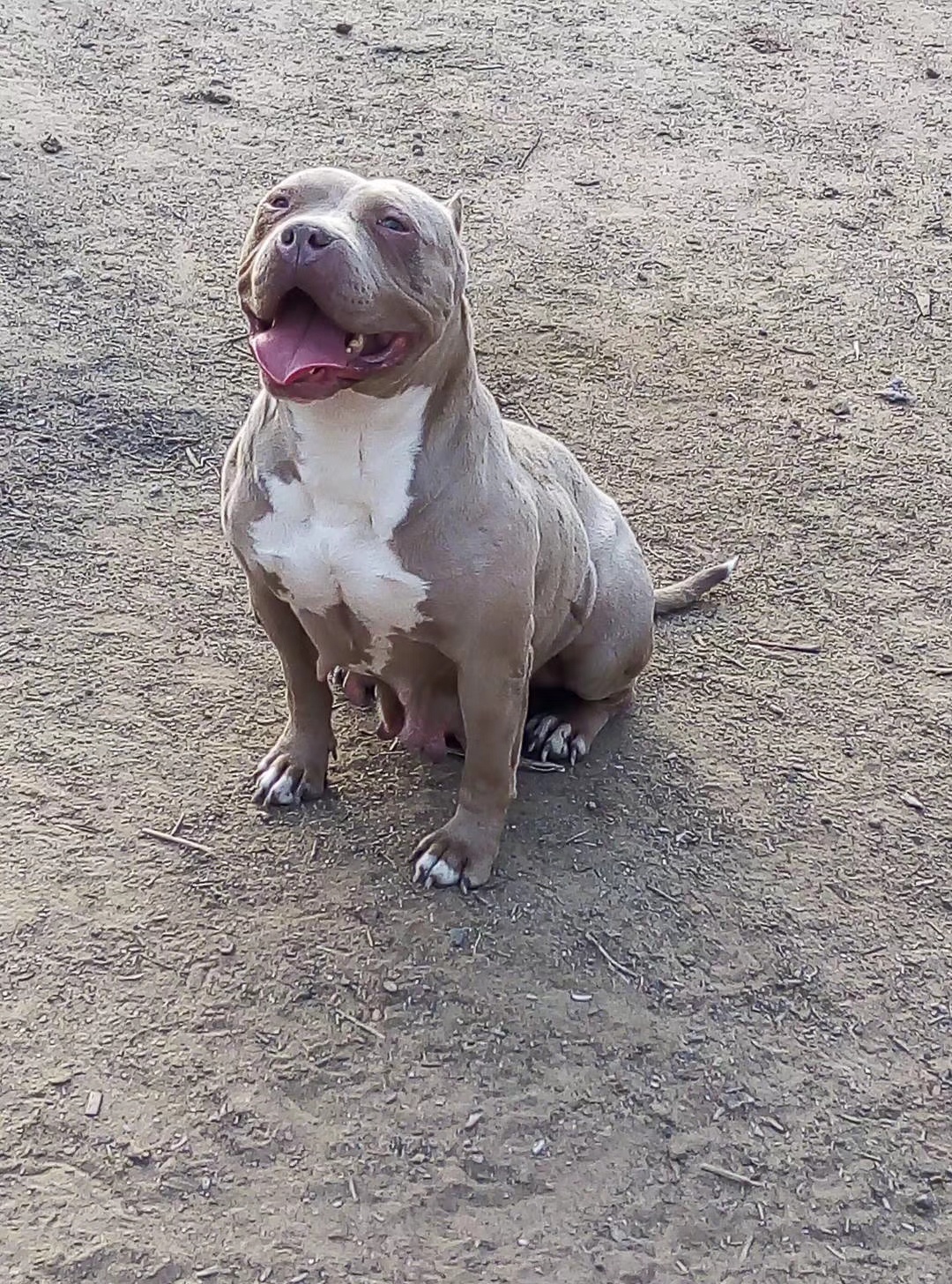 比特犬母 生育一窝,包生育包健康