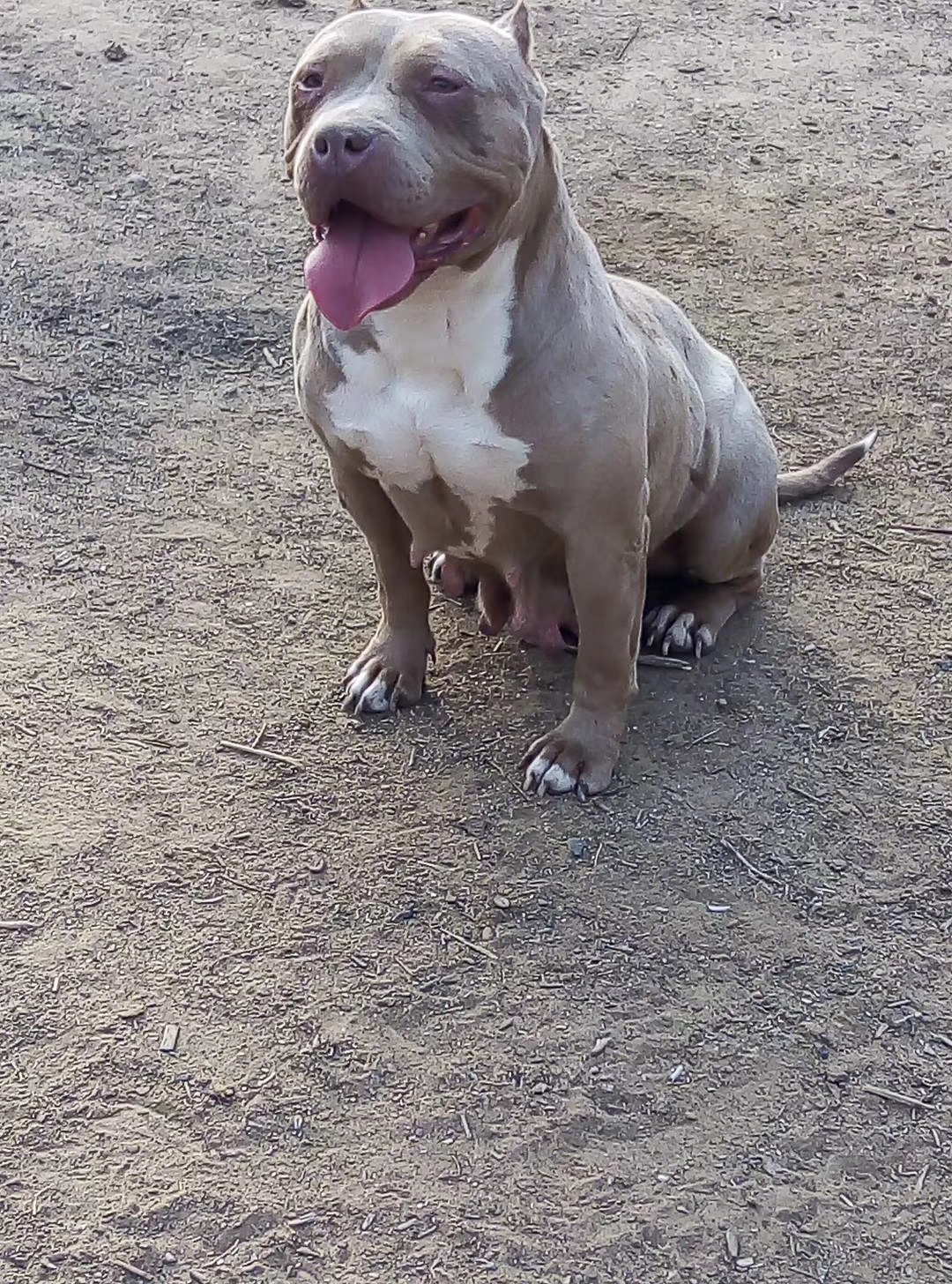 比特犬母 生育一窝,包生育包健康