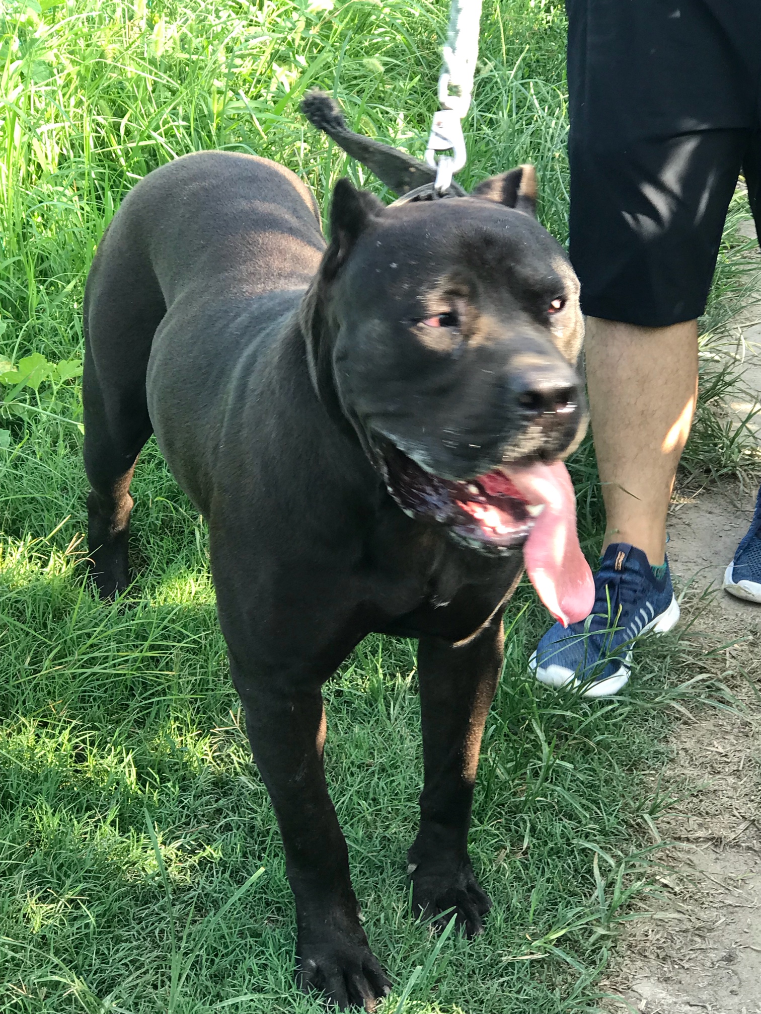 普雷萨 乌骓 - 加纳利 - 猛犬俱乐部-中国具有影响力的猛犬网站 - pow