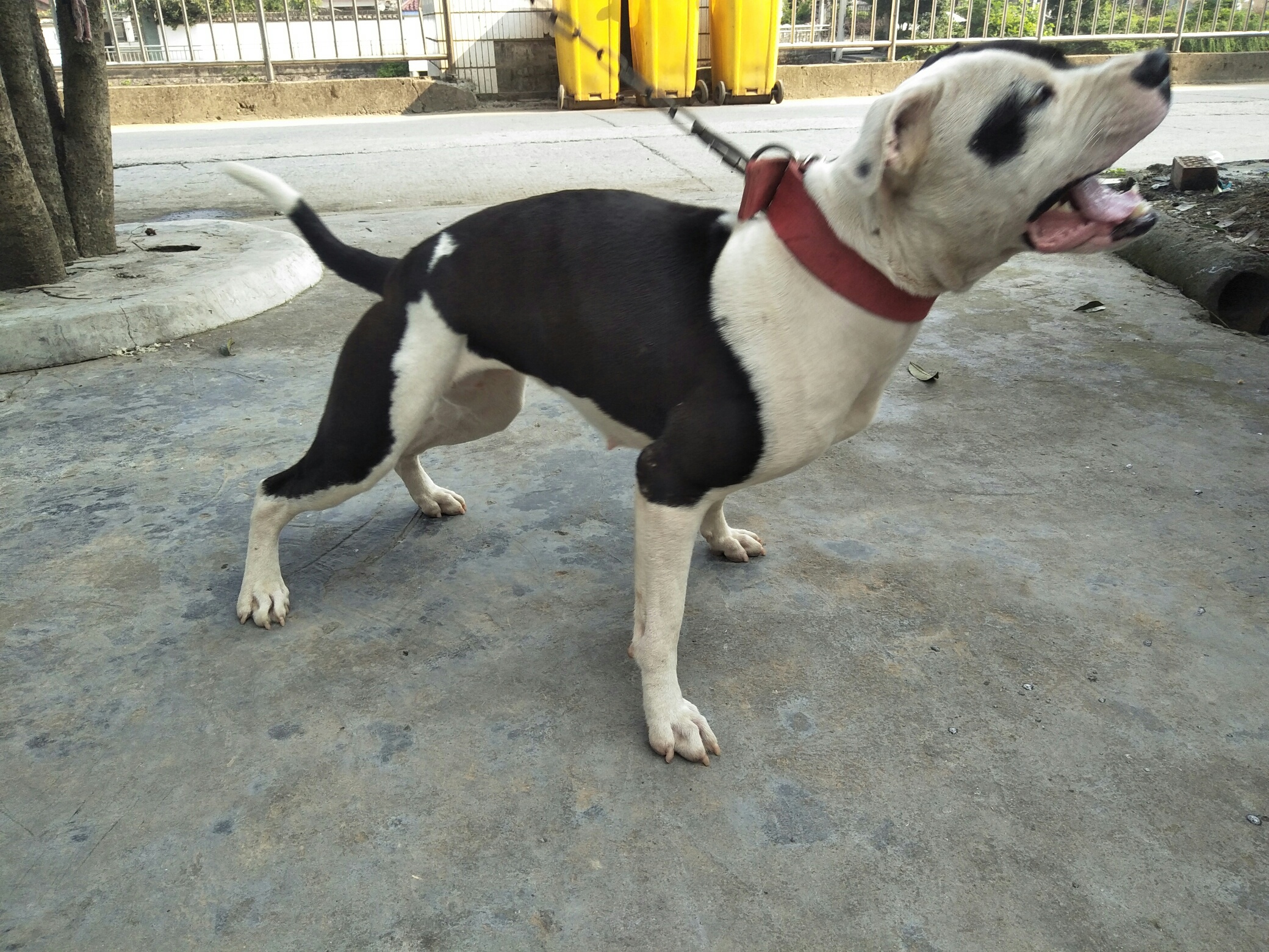 地包天好不好试了就知道 - 比特犬 - 猛犬俱乐部-中国具有影响力的