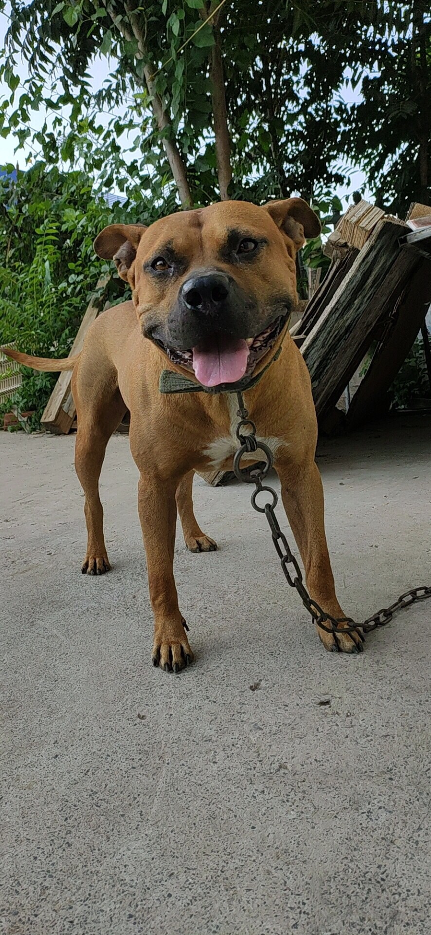 一岁比特换罗威纳 德州附近