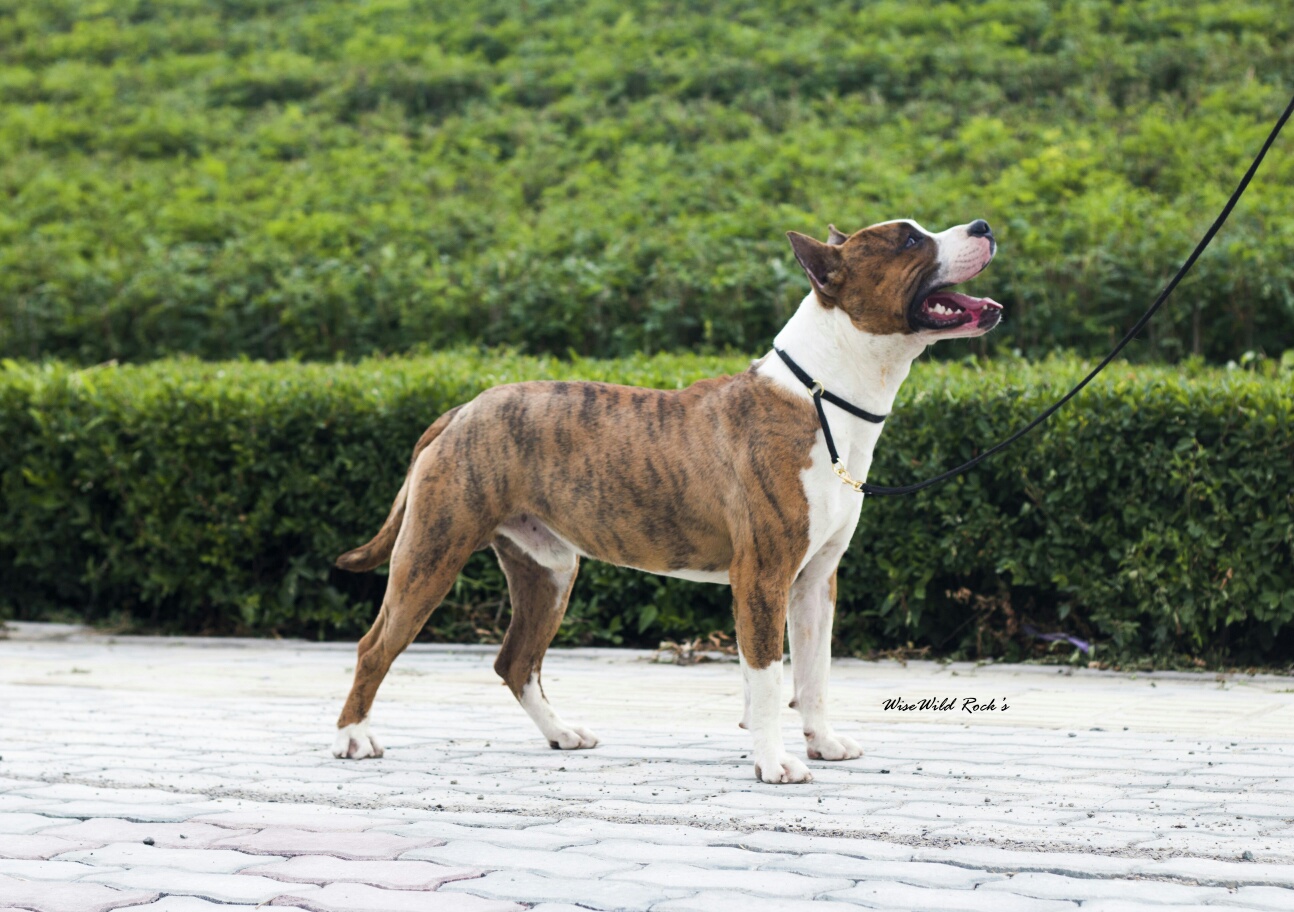 红虎斑色公犬销售