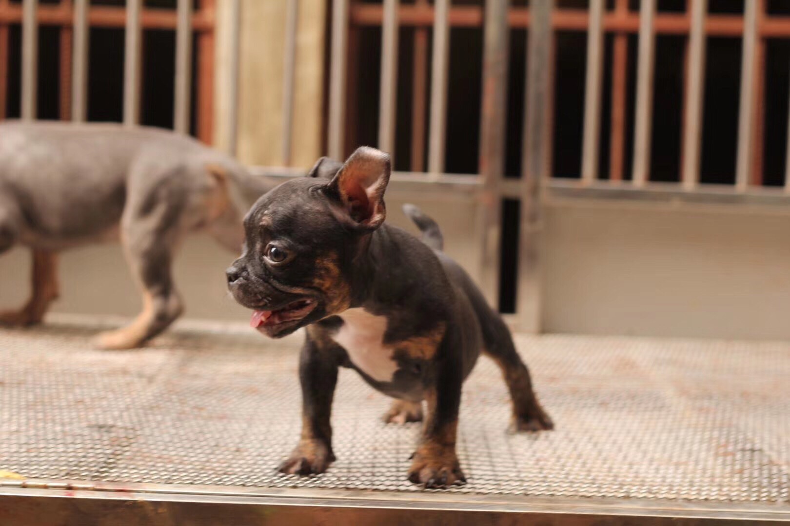 美国恶霸幼犬微体铁包金小母!我自己狗场繁殖的!有意的联系我!