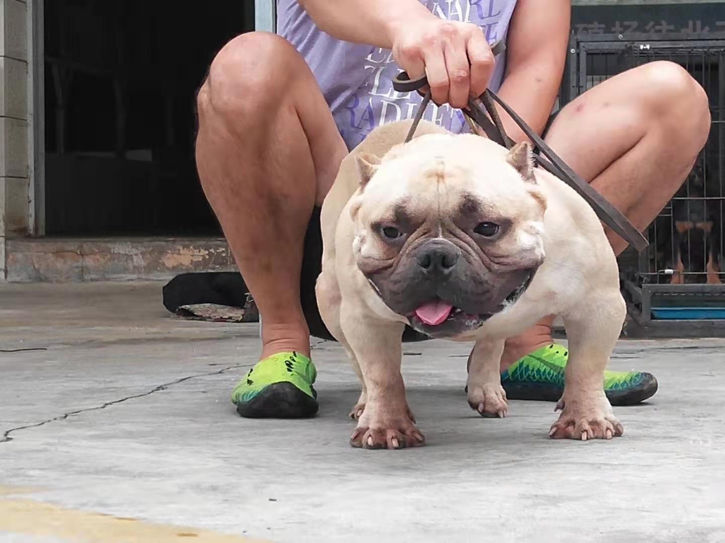 美国恶霸幼犬微体铁包金小母!我自己狗场繁殖的!有意的联系我!