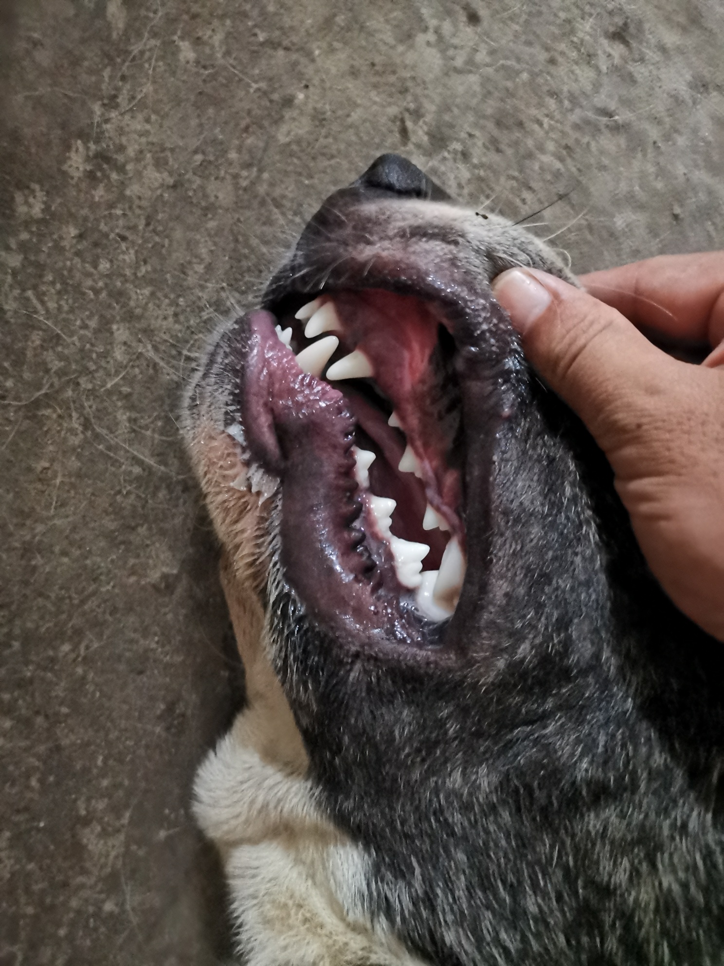 想知道如何从牙齿判断狗的年龄