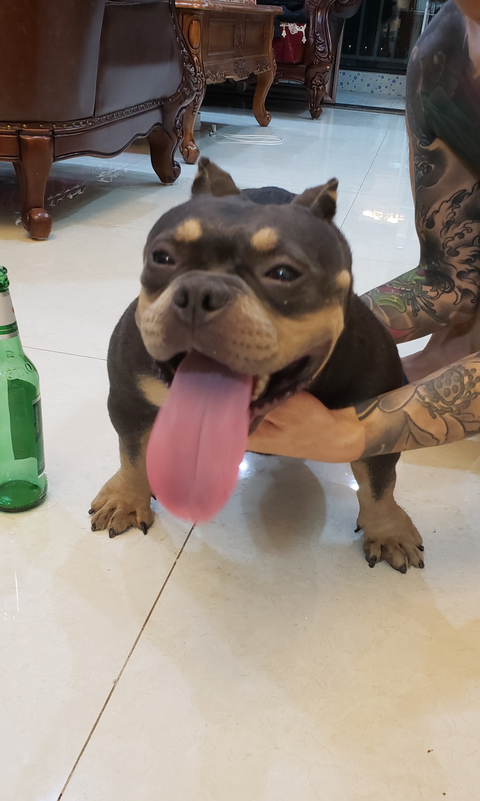 《大舌头恶霸犬》 - 恶霸犬 - 猛犬俱乐部-中国具