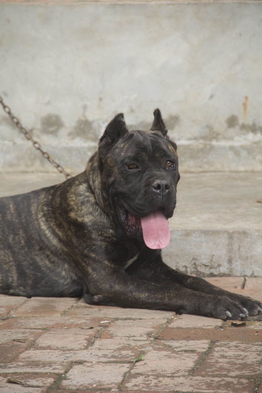 青年虎皮母带科目 - 卡斯罗交易 - 猛犬俱乐部-中国具有影响力的猛犬