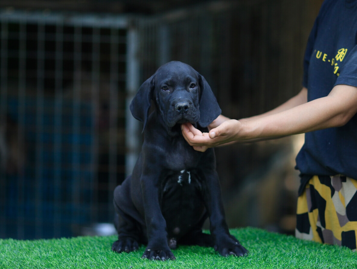 两个月巴西菲勒出售 - 巴西菲勒交易 - 猛犬俱乐部-中国具有影响力的