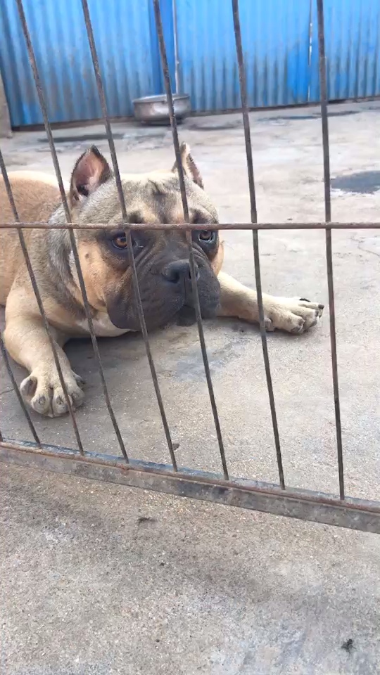 高品质红魔直系,3个月,公母都有,自由选择 - 恶霸犬交易 - 猛犬俱乐部