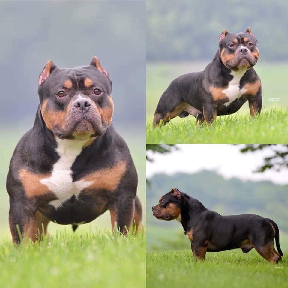 恶霸犬 - 猛犬俱乐部-中国具有影响力的猛犬网站 - powered by