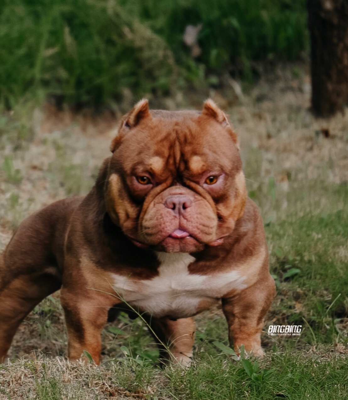 重大消息 又一红魔儿子重大转会信息 - 恶霸犬交易 - 猛犬俱乐部-中国