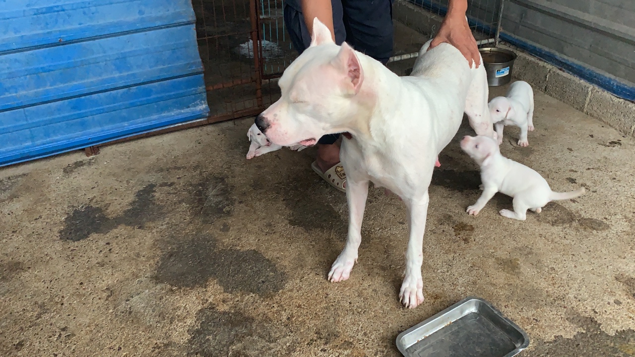 一窝高品质精品小杜高犬来了