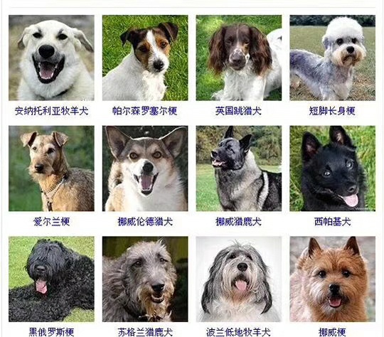 部分犬种名称
