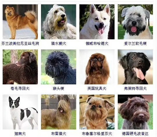 中华田园犬分类图片