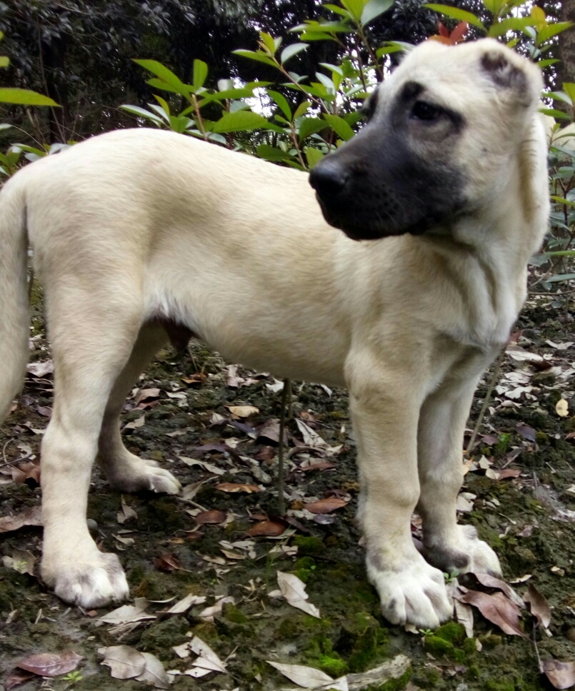 63天30斤小坎高品质高品相 - 坎高犬 - 猛犬俱乐