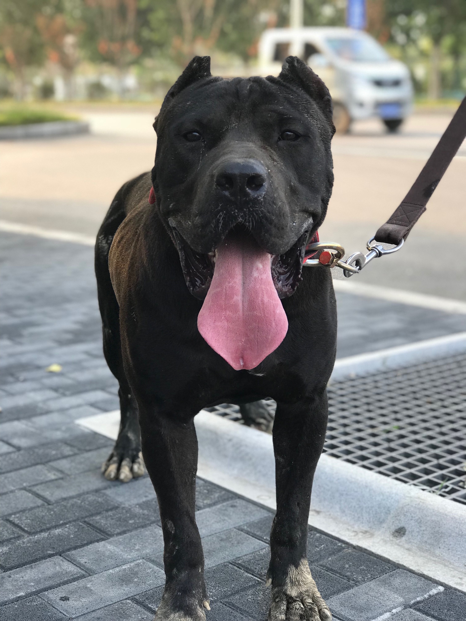 普雷萨加纳利 『乌骓』 - 加纳利 - 猛犬俱乐部-中国具有影响力的猛犬