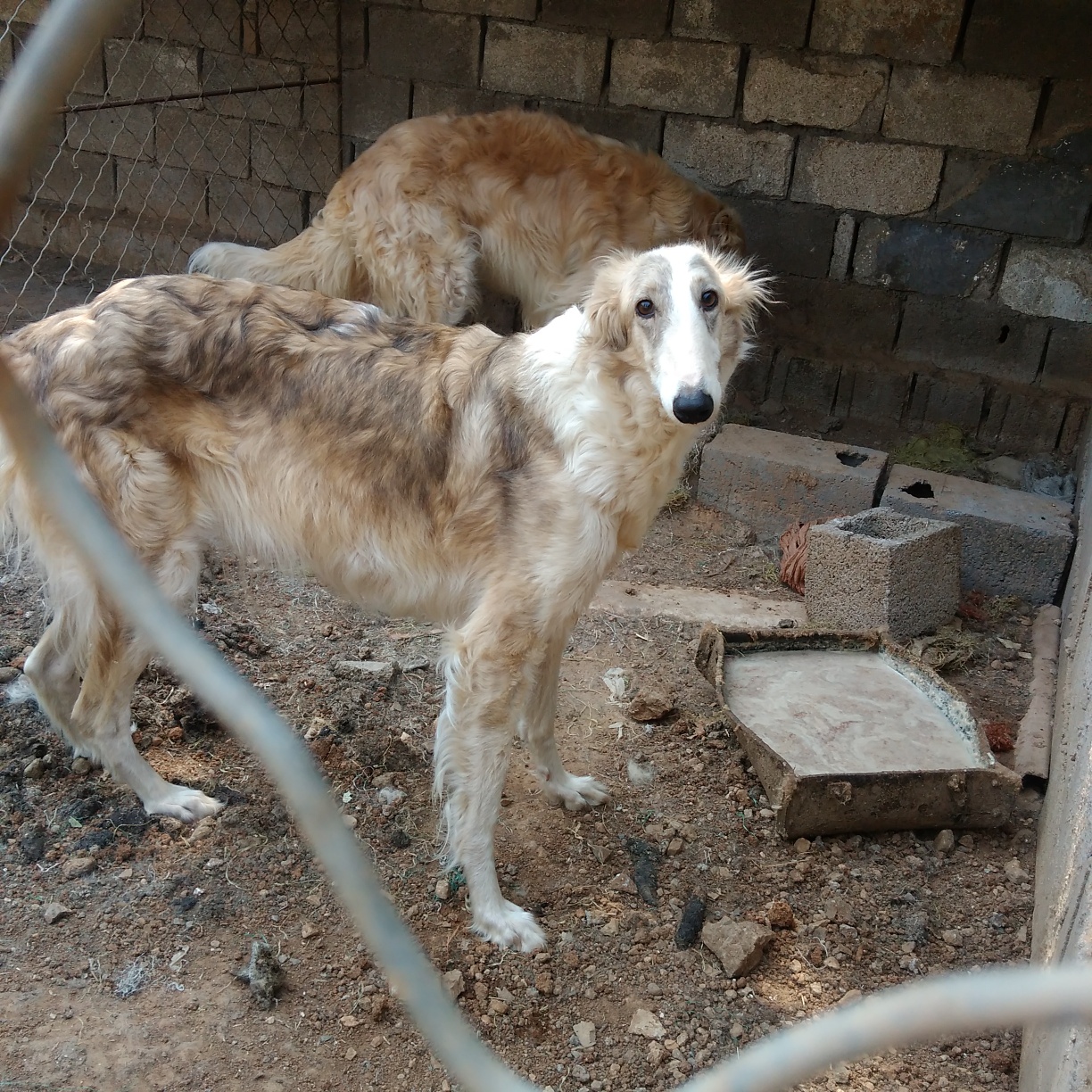 兩條惠比特公,3條蘇俄獵狼犬成母