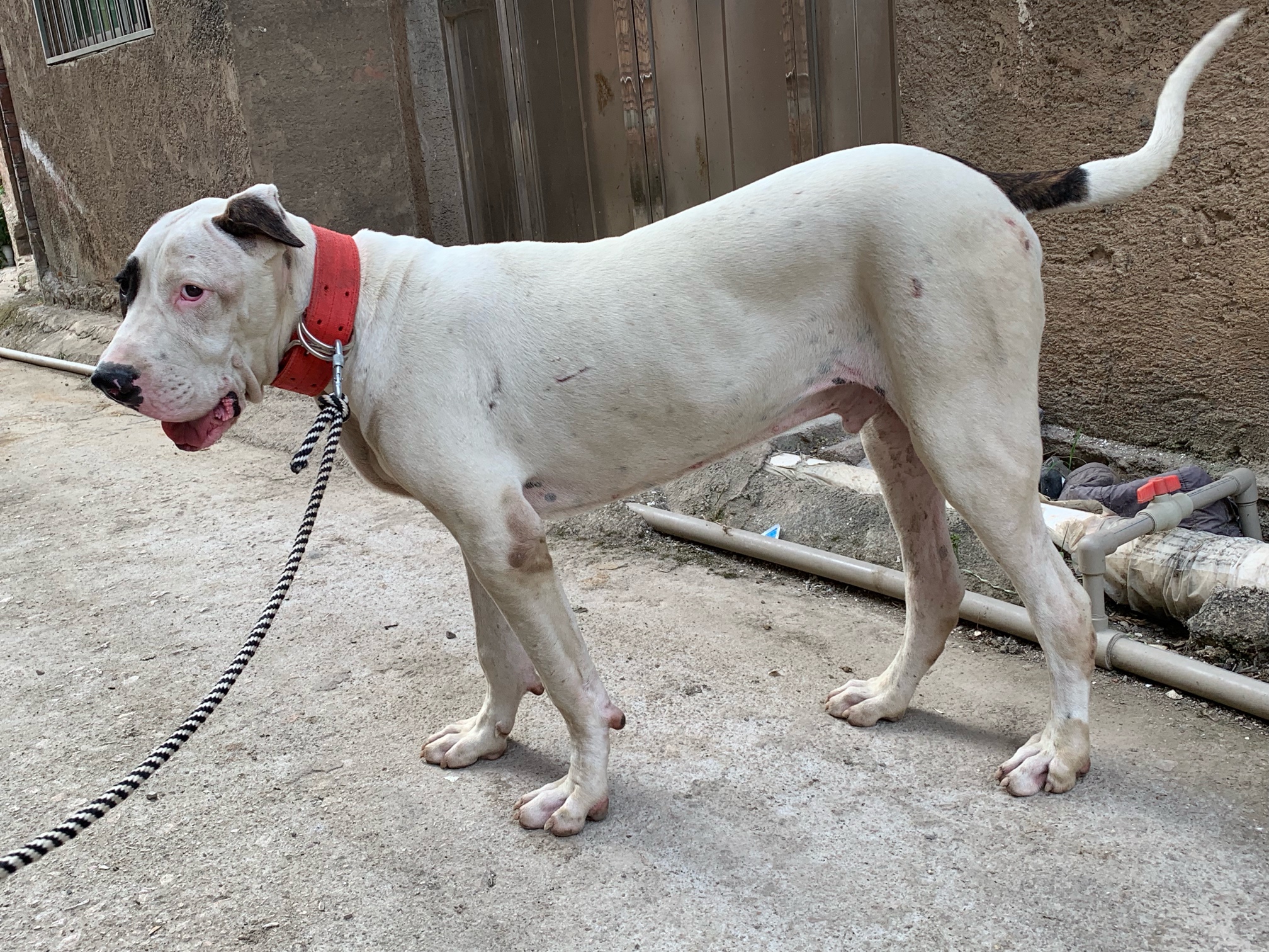 库梗半大公出售 - 库达犬交易 - 猛犬俱乐部-中国具有影响力的猛犬