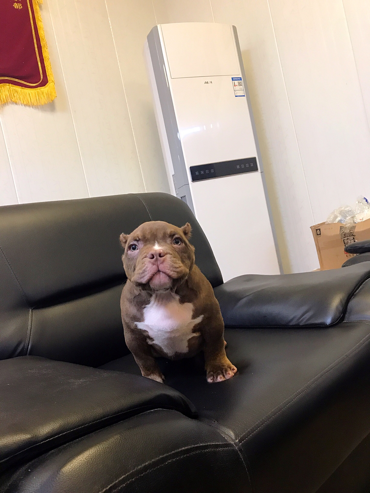 可爱的恶霸宝宝