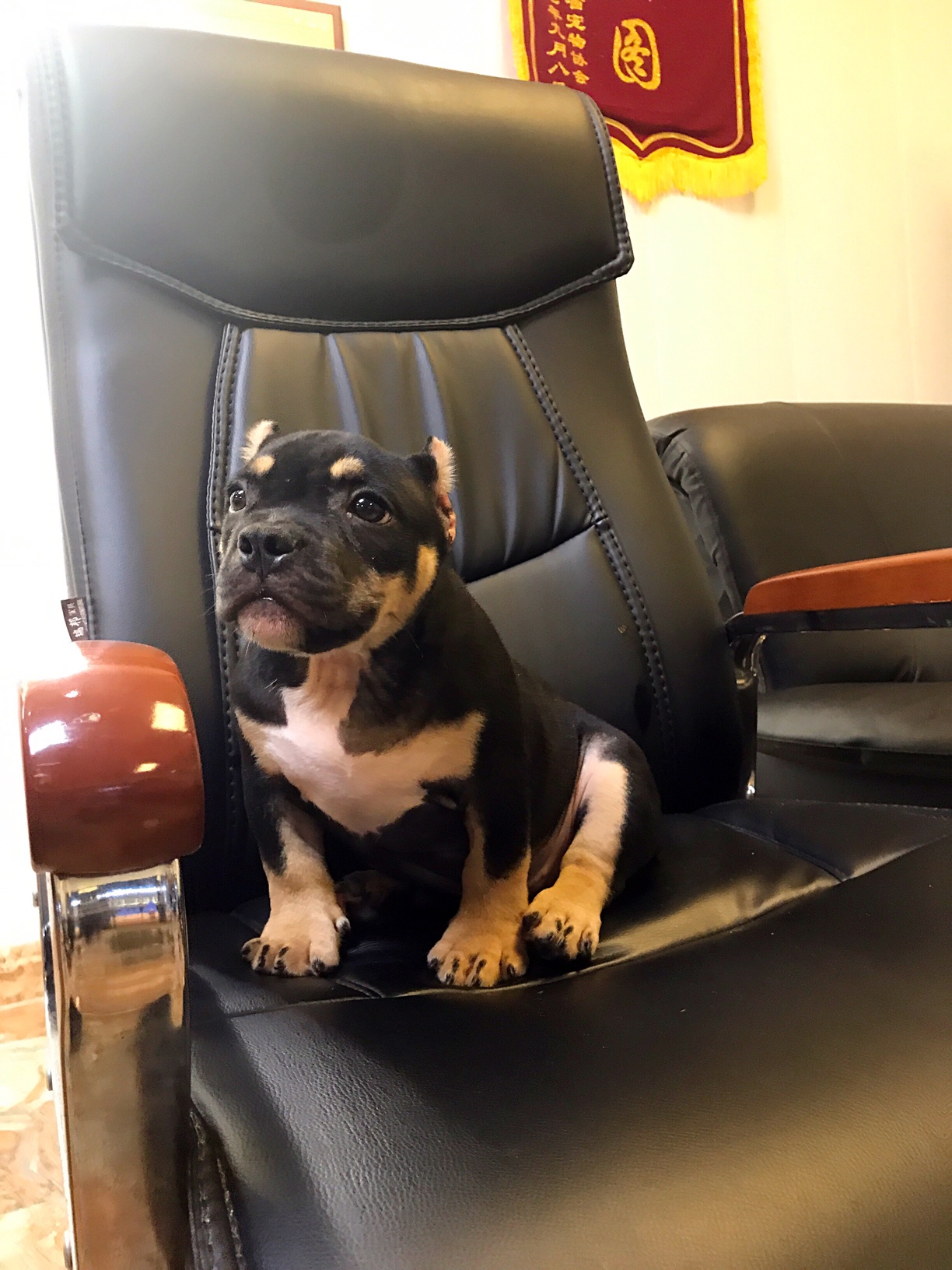 可爱的恶霸宝宝