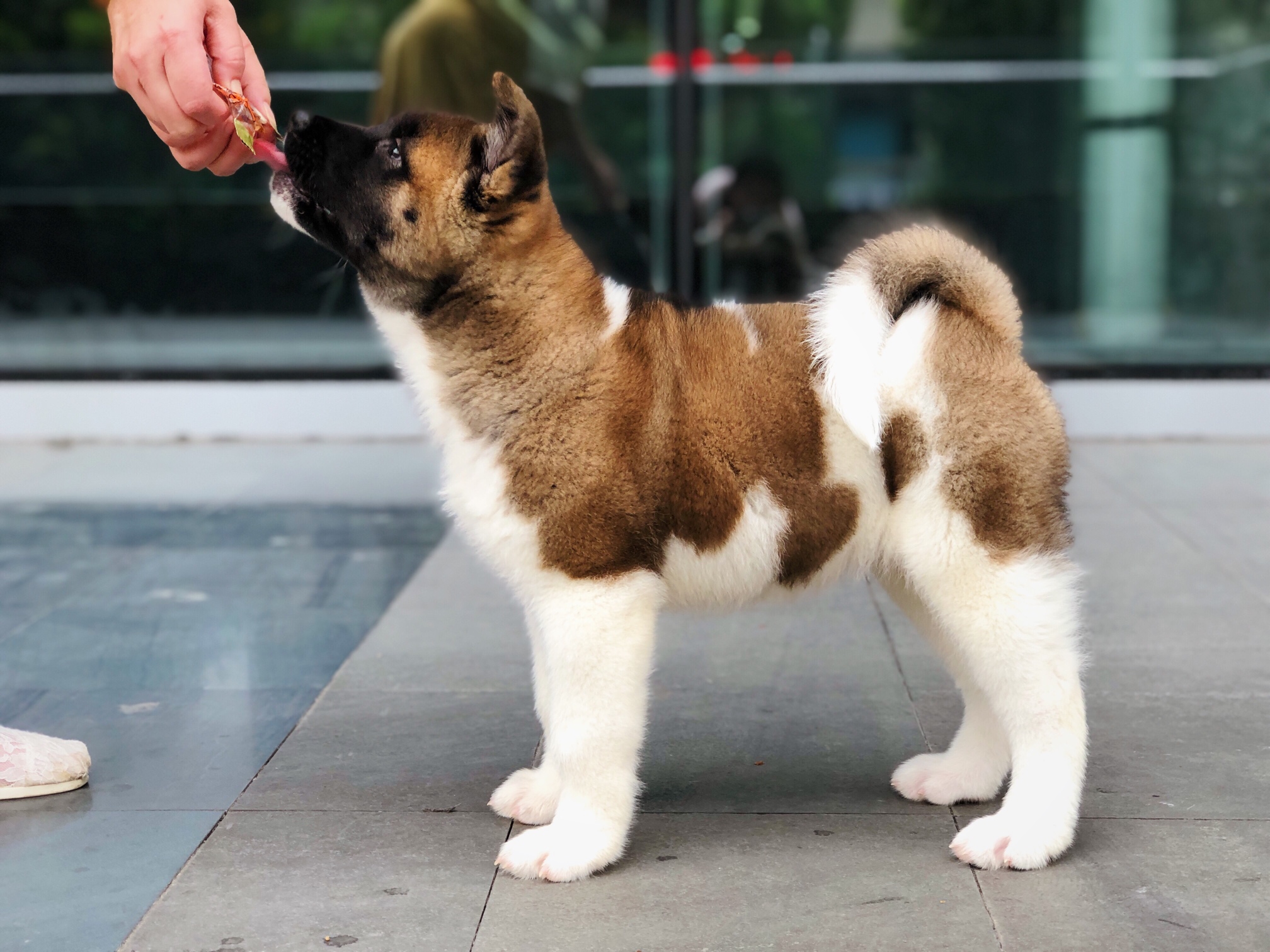 其他工作犬美系秋田幼犬