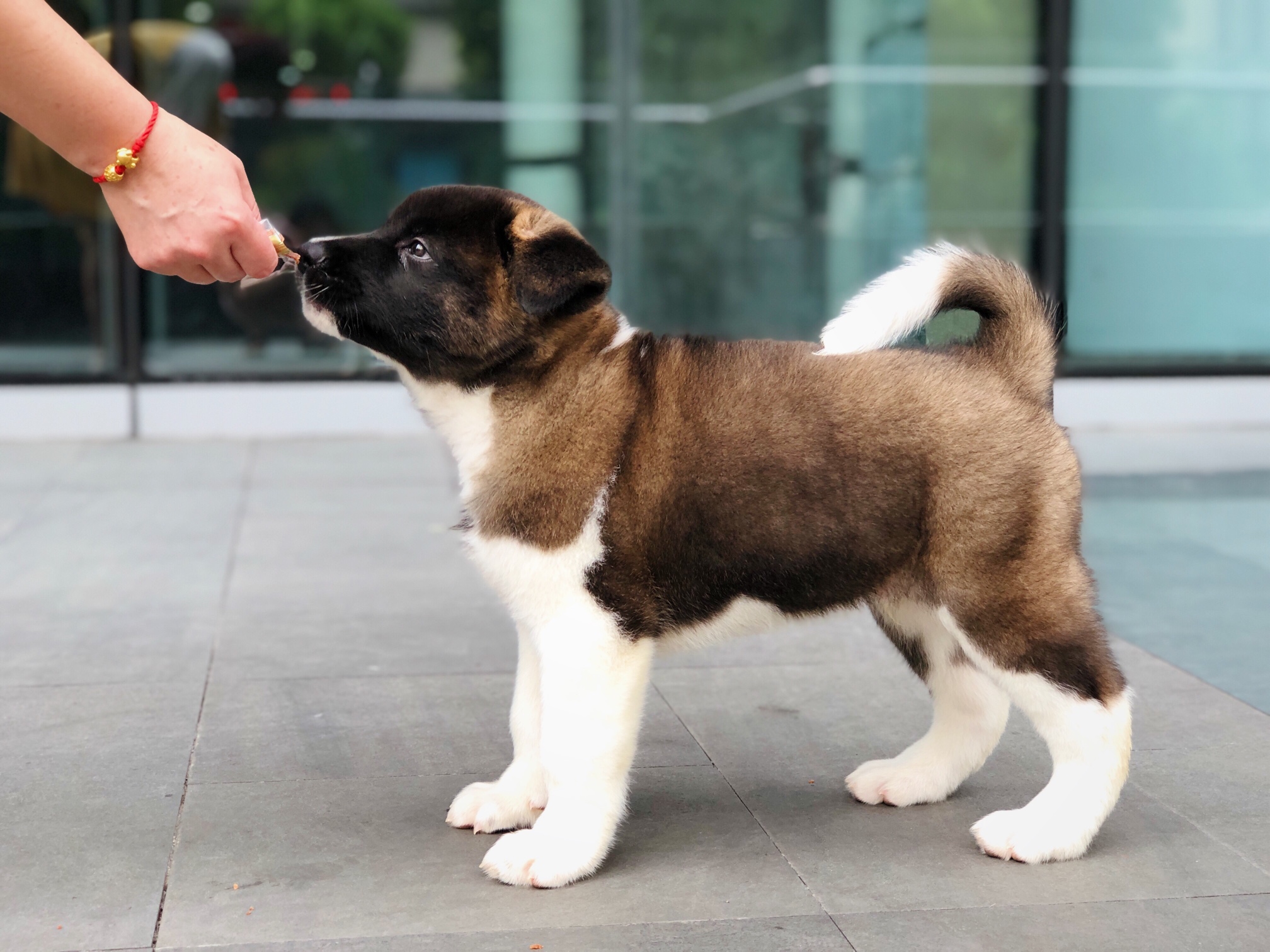 其他工作犬美系秋田幼犬