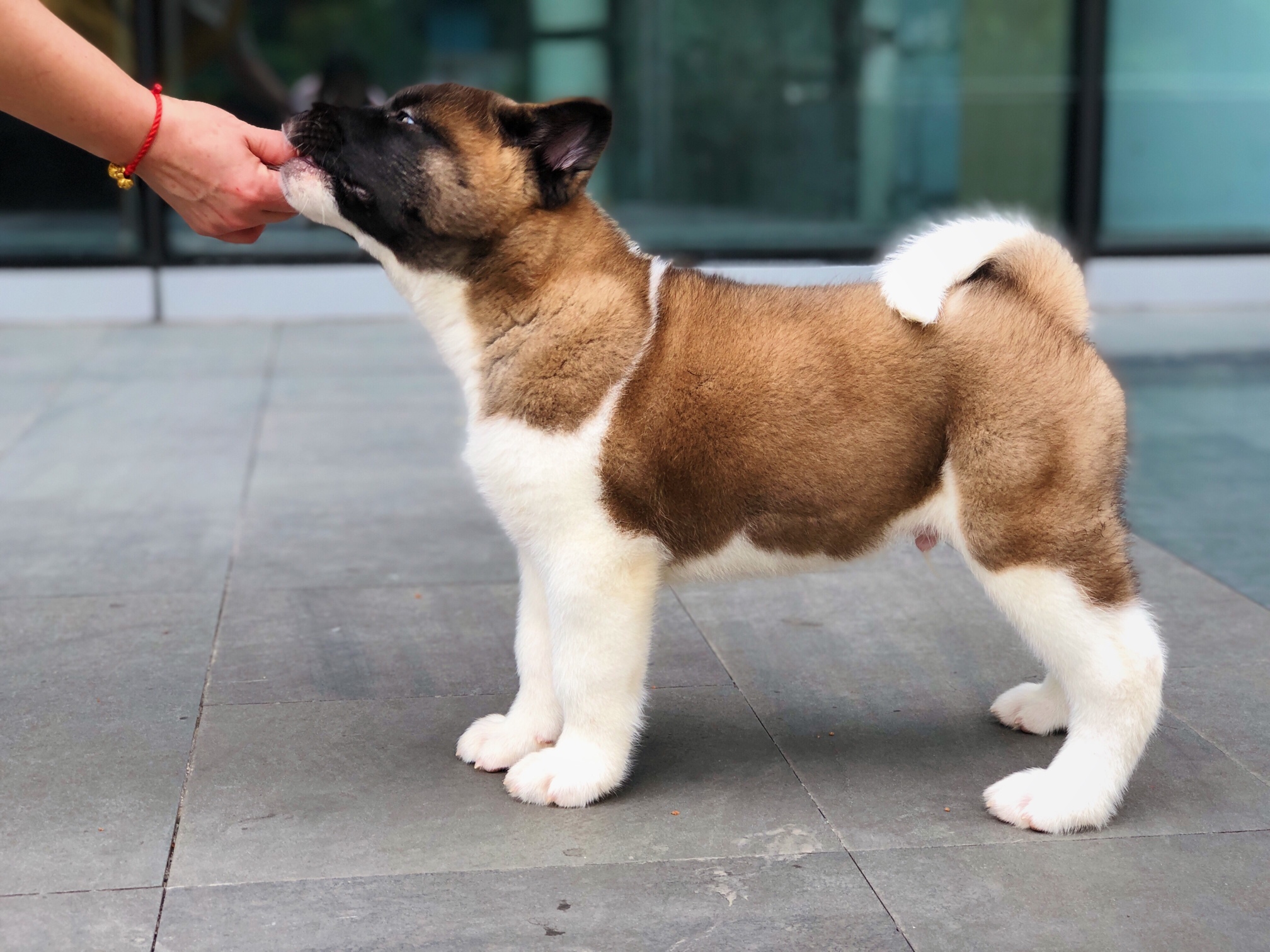 其他工作犬美系秋田幼犬