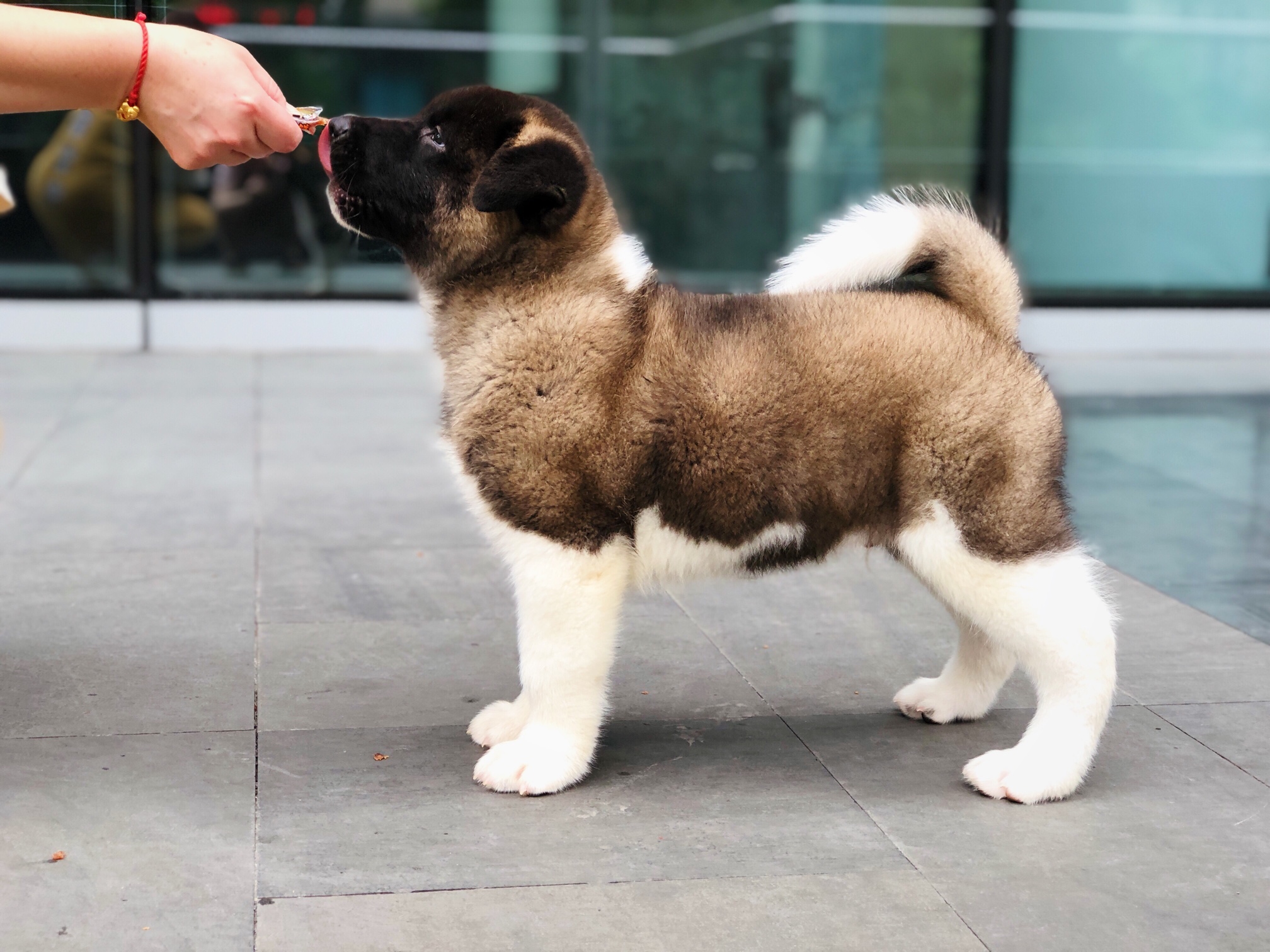 其他工作犬美系秋田幼犬