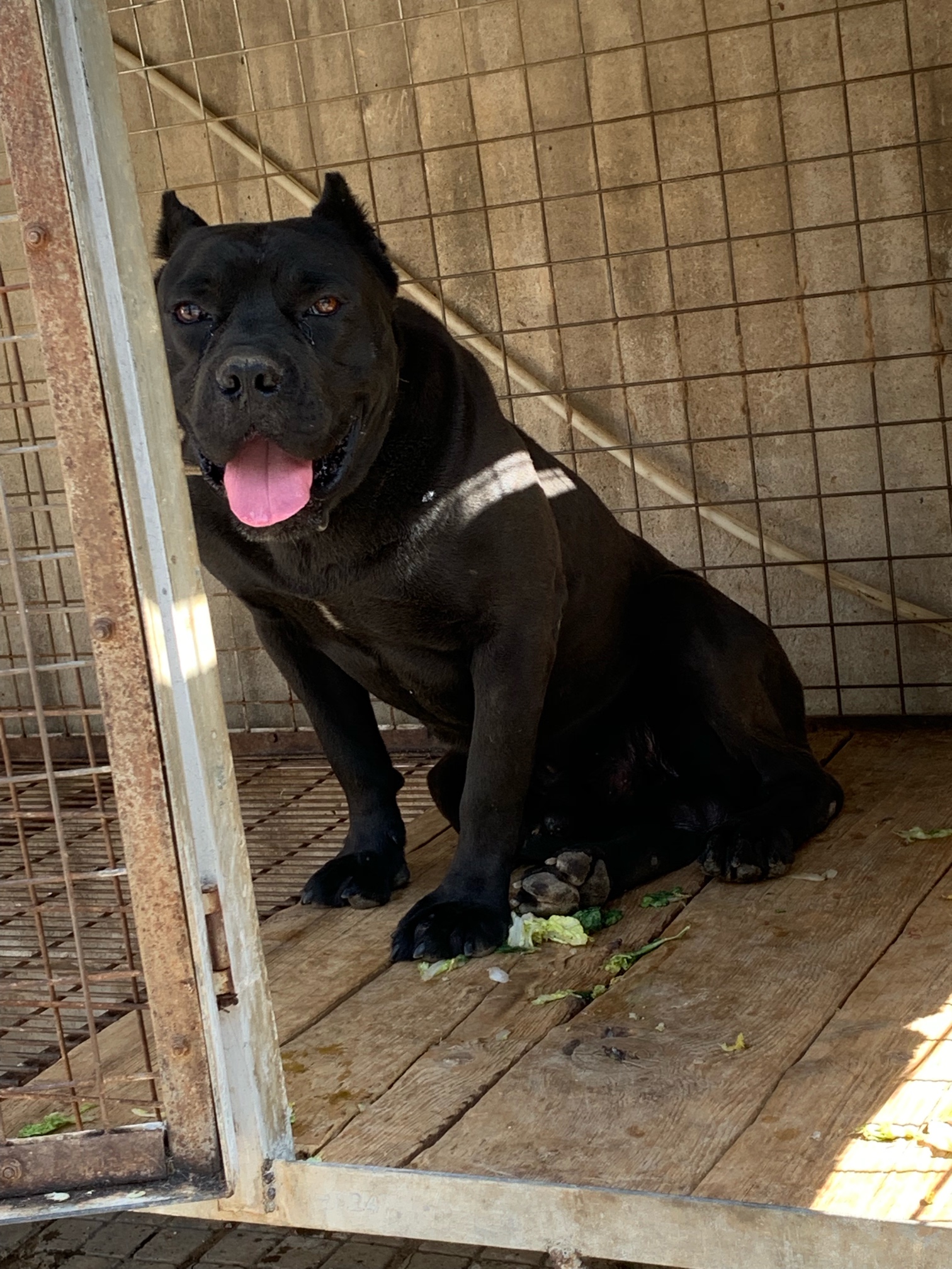 出售成年卡斯罗一对