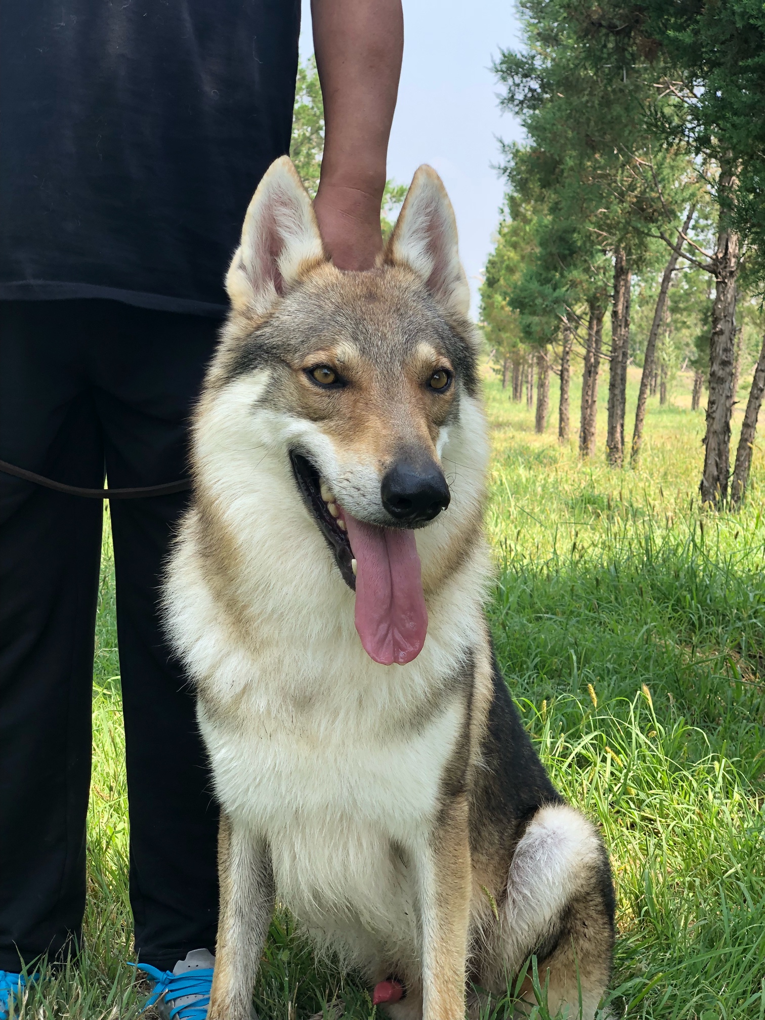 捷克狼犬种犬狼牙,卡奇,乌贝利亚,雅思奇
