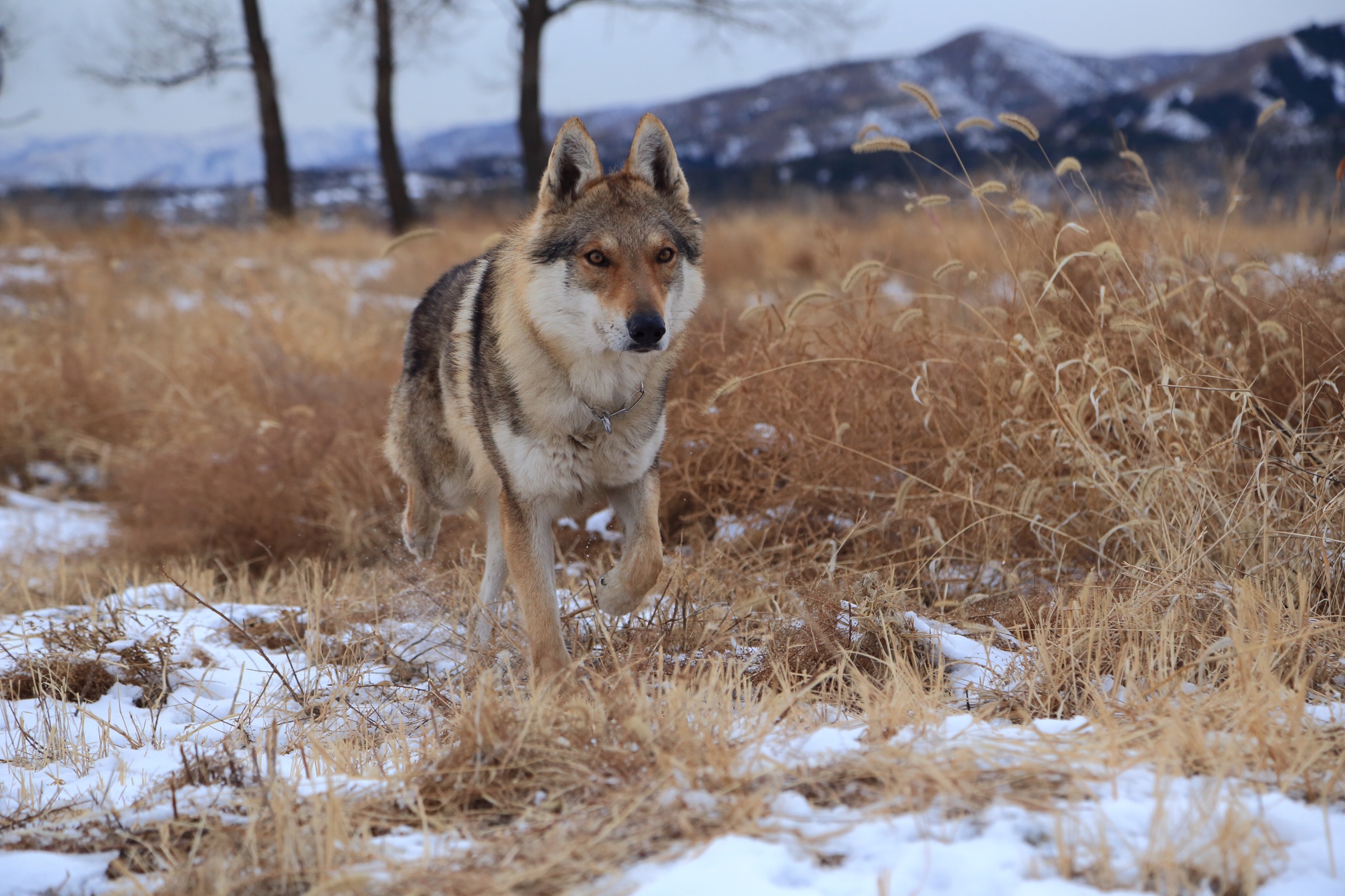 捷克狼犬种犬狼牙,卡奇,乌贝利亚,雅思奇