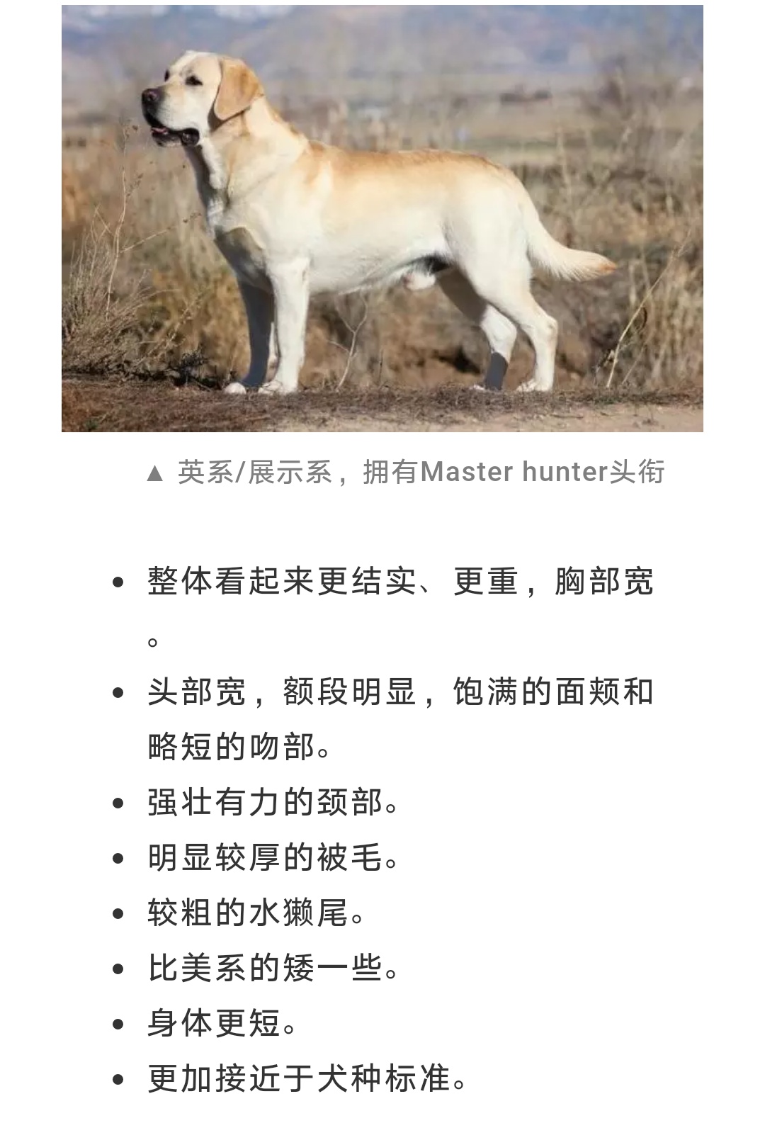 《狩猎型拉布拉多,明码1500!》