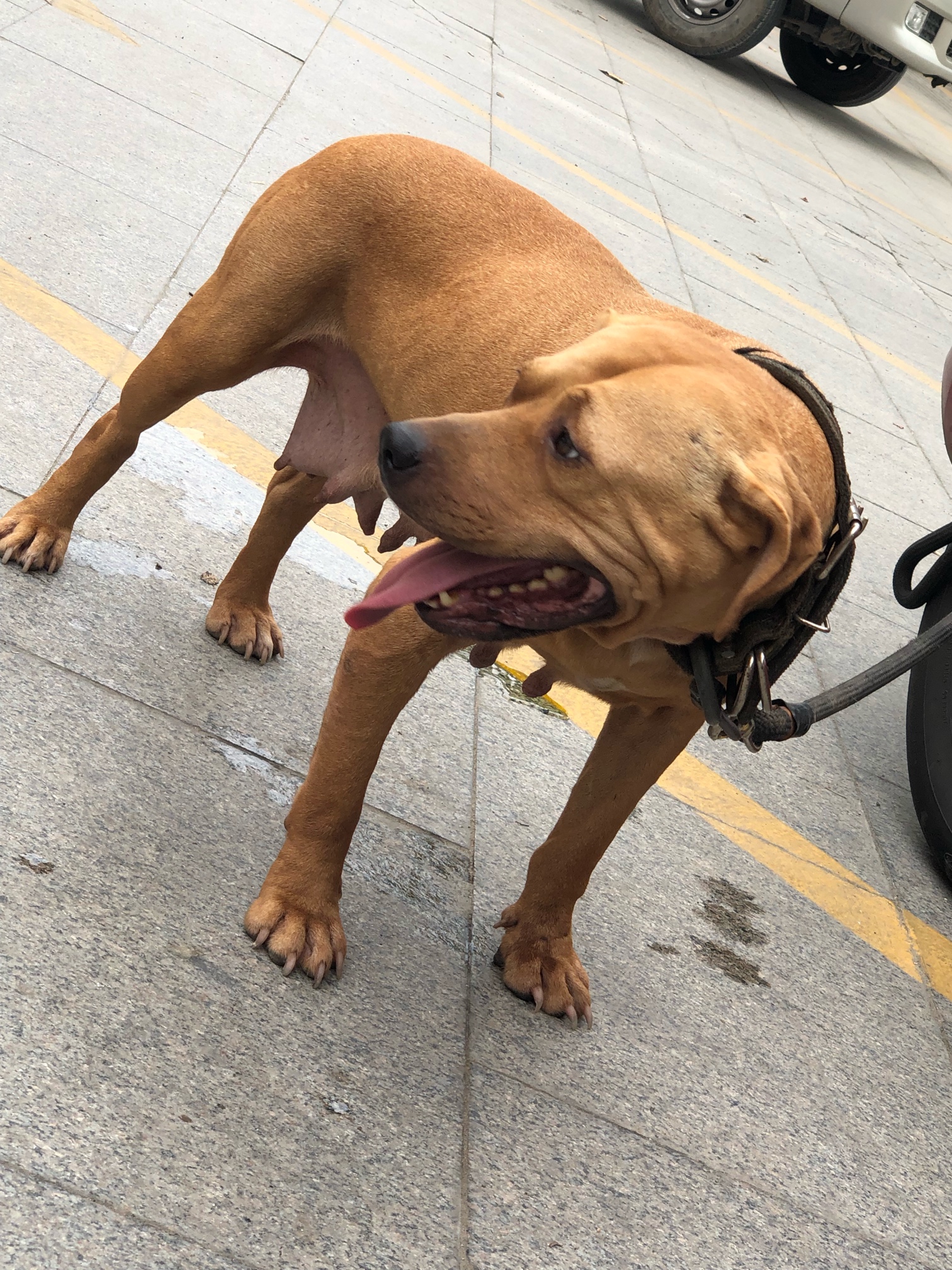 出售龙虎犬业种母