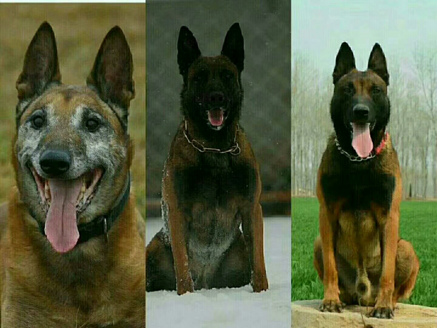 小阿尔法,四条小母 - 马犬版 - 猛犬俱乐部-中国具有影响力的猛犬网站