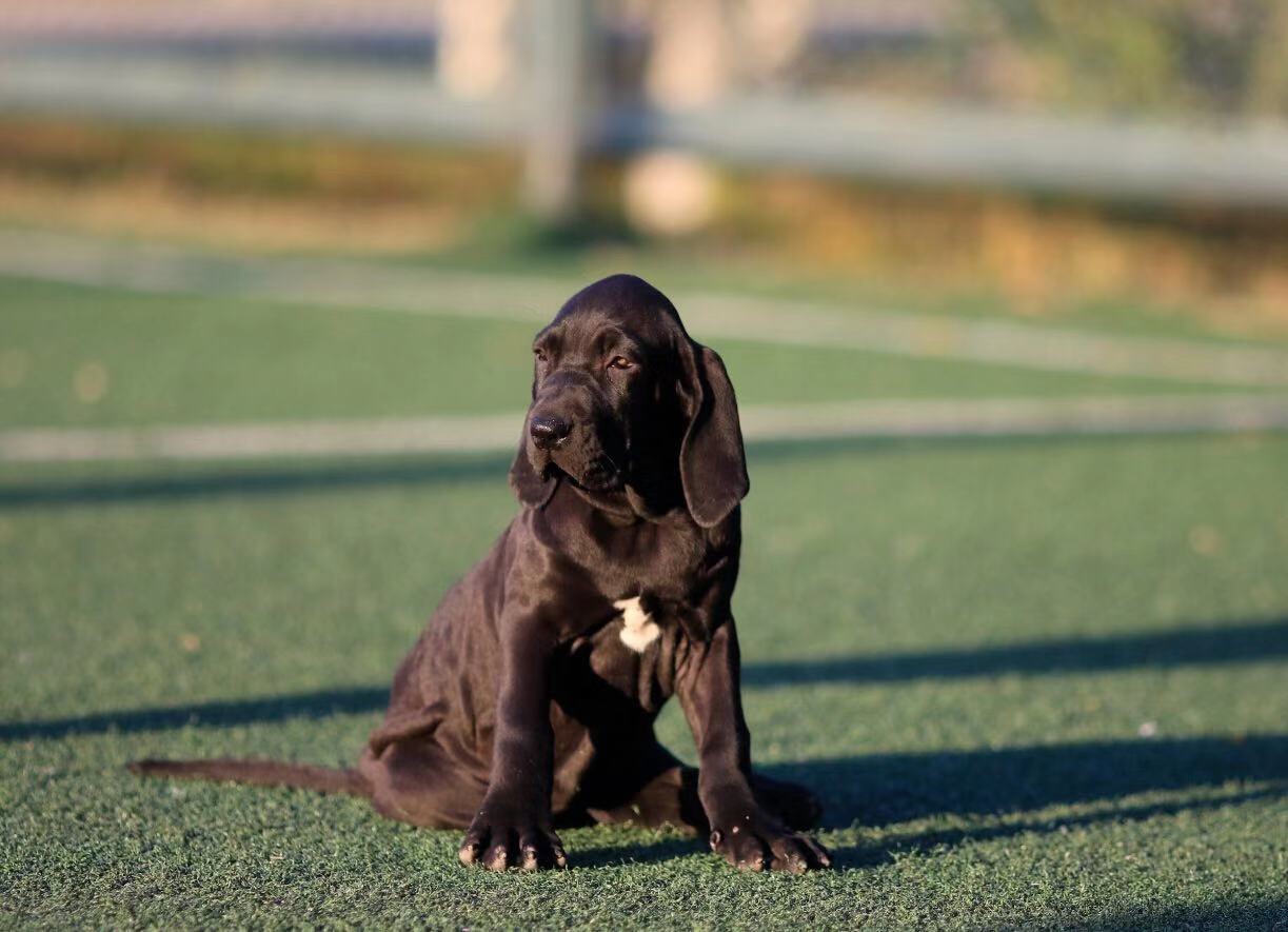 出售几只黑色巴西菲勒幼犬 - 巴西菲勒交易 - 猛犬俱乐部-中国具有
