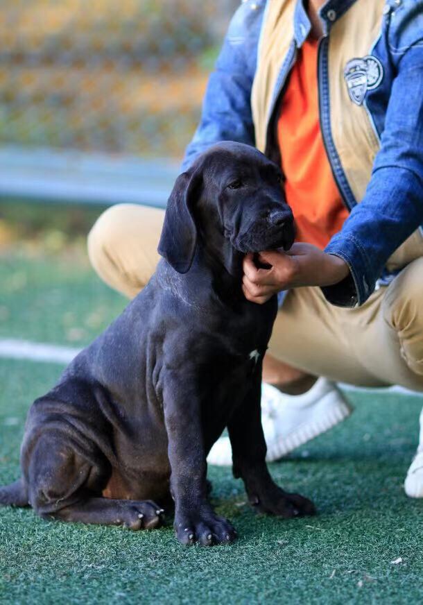 出售几只黑色巴西菲勒幼犬 - 巴西菲勒交易 - 猛犬俱乐部-中国具有