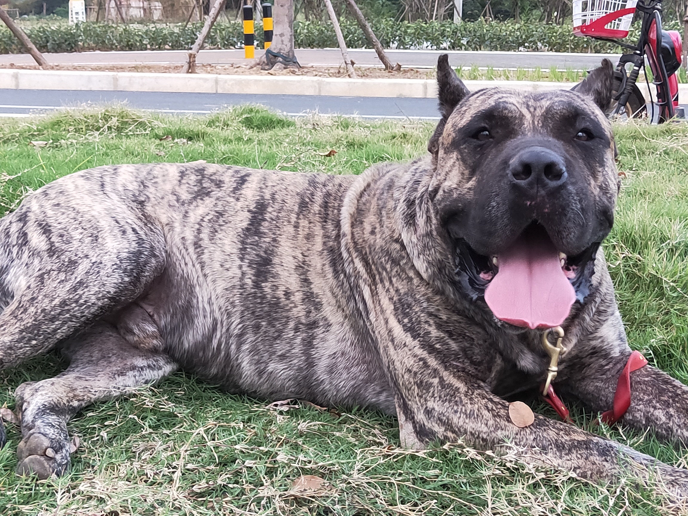 最爱的牛牛,武汉加纳利犬友有吗?