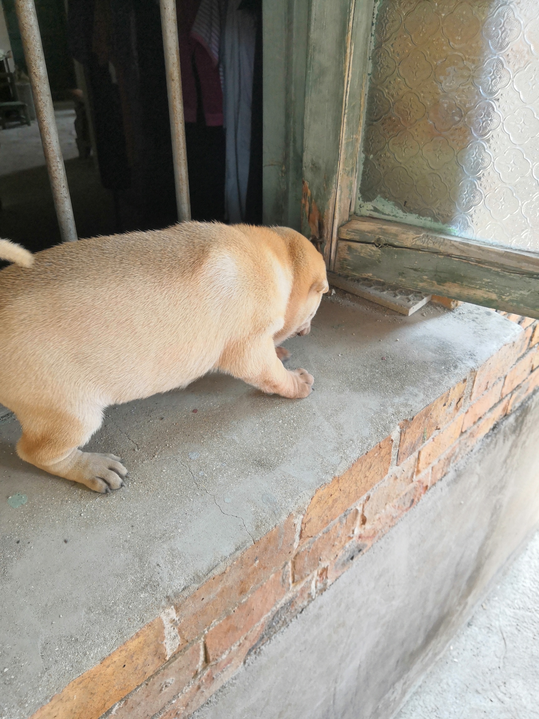 骨沙犬出售图片