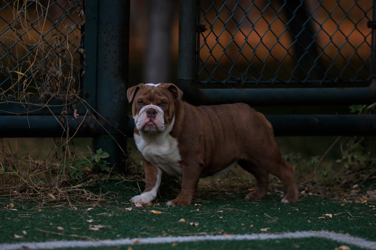 出售一对异色英牛 英 法牛交易 猛犬俱乐部 中国具有影响力的猛犬网站 Powered By Discuz