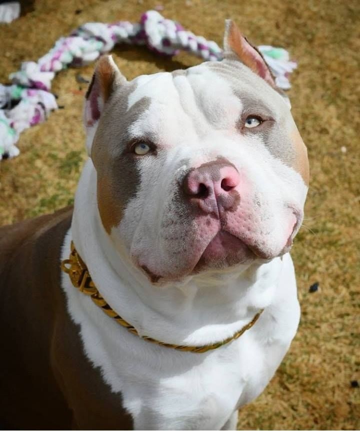 中国恶霸圈有几只真正压轴的大佬狗