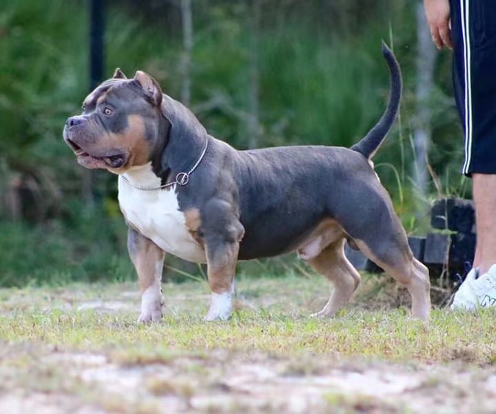 中国恶霸圈有几只真正压轴的大佬狗
