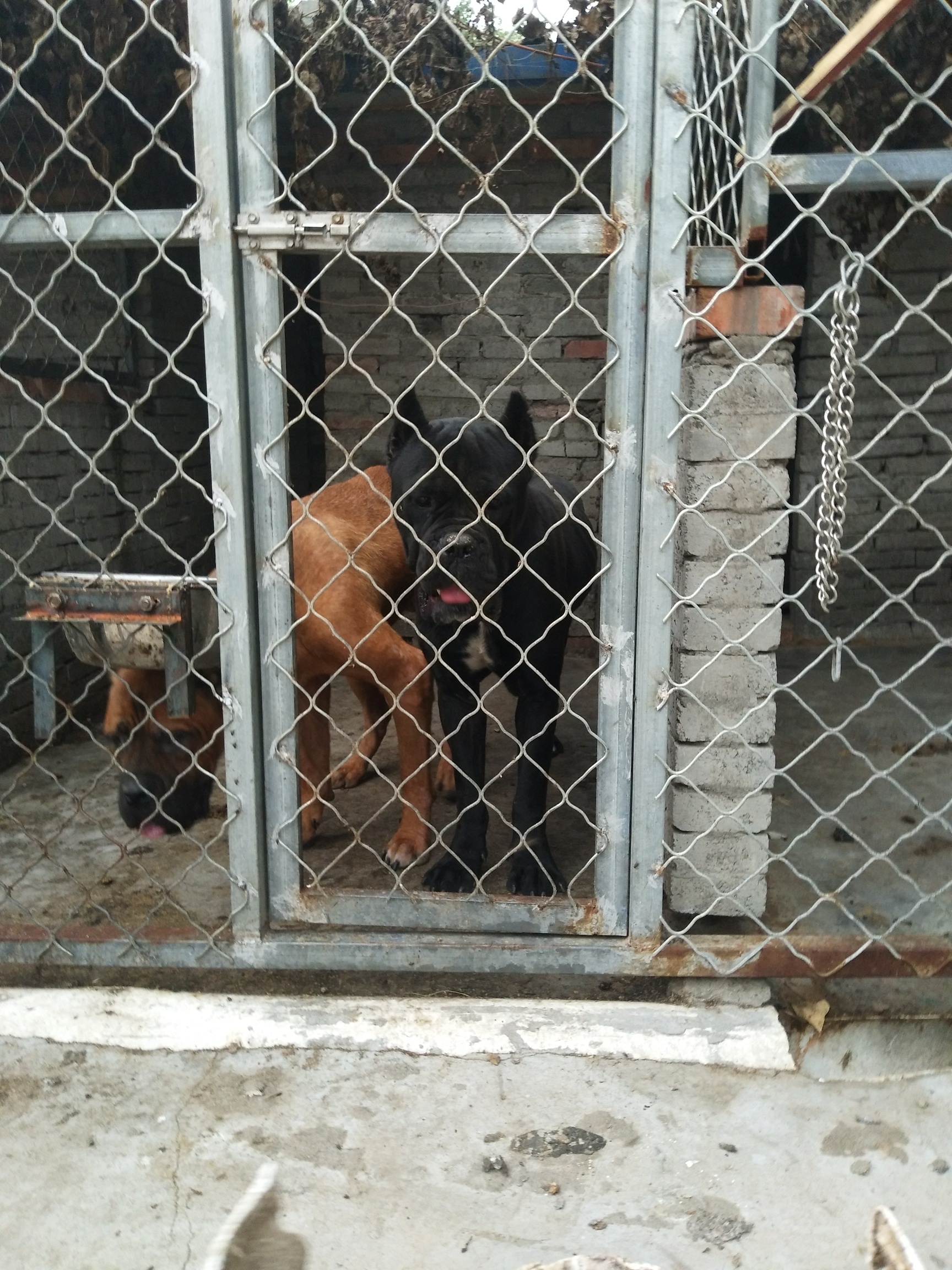 卡斯罗成犬3公6母,幼犬7只,出售河南洛阳