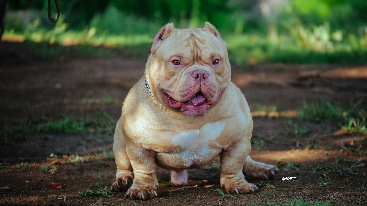 土豪金对外借配 - 美国恶霸犬交易 - 猛犬俱乐部