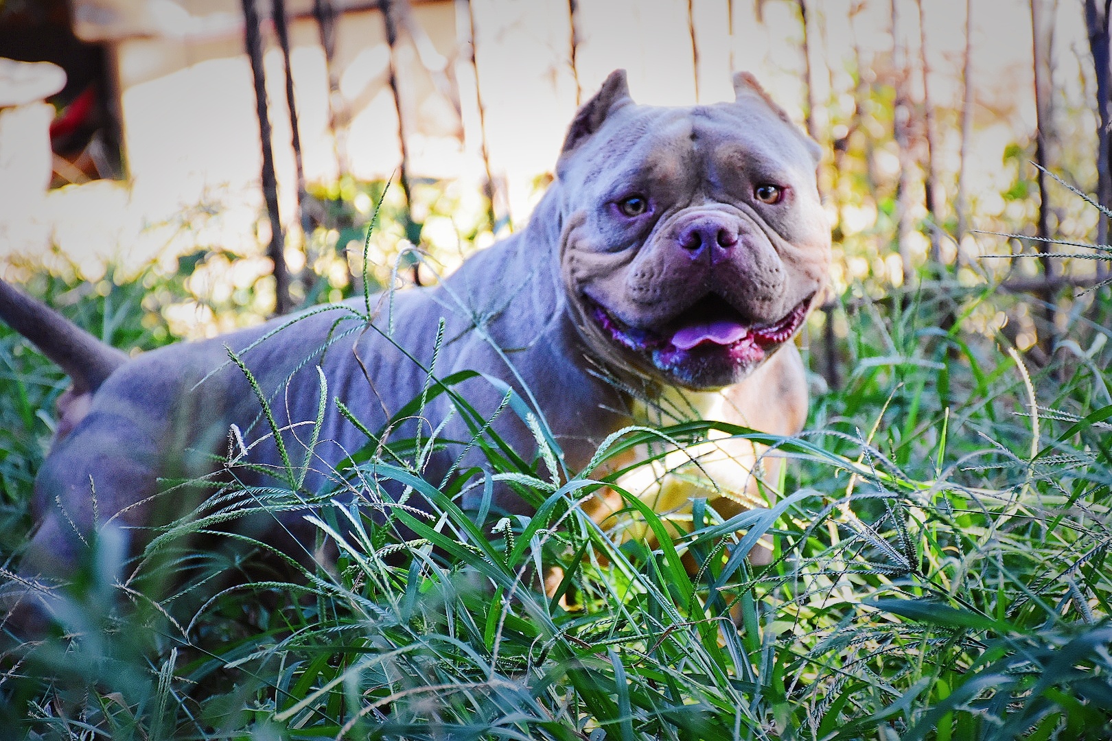 美国恶霸犬 - 猛犬俱乐部-中国具有影响力的猛