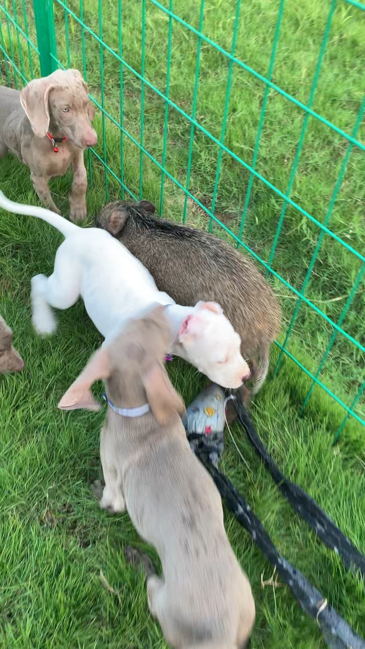 杜高犬魏玛犬美国普罗特猎犬马犬哪个打猎最强